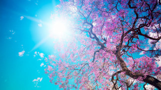 Purple flowers sunny day blue - the sun free wallpaper
