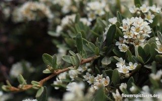 White flowers green leaves bush - branch free wallpaper