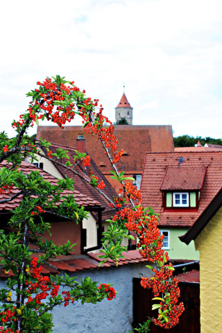 Red tree red flowers yellow - a yellow building free wallpaper