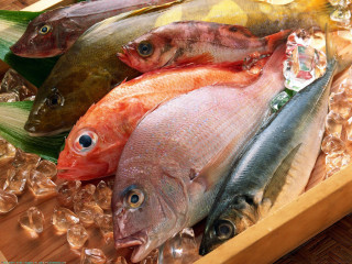 Fish box ice table knife - lostfish free wallpaper