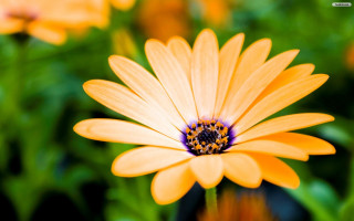 Yellow flower closeup blurry background 5 - dennis flanders free wallpaper