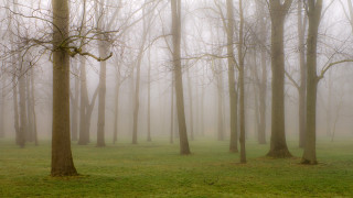Foggy forest trees grass bench - volumetric fog free wallpaper