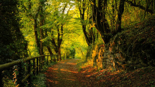 Path woods trees leaves ground 2 - a path free wallpaper