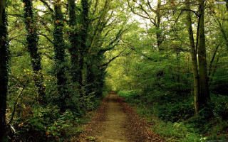 Dirt path forest trees bushes 4 - a few bush free wallpaper