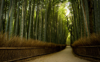 Bamboo forest path tall trees - tall tree free wallpaper