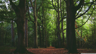Forest path trees leaves ground - a few leaf free wallpaper