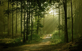 Path woods sunlight trees nature - a path free wallpaper