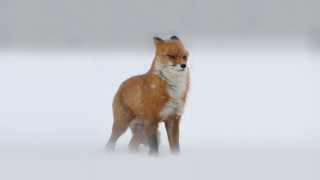 Red fox snow sad looking - a red fox free wallpaper