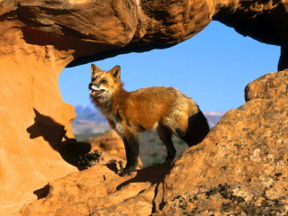 Fox rock formation looking distance - primitivism free wallpaper