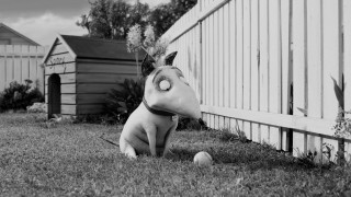 Dog sitting grass fence ball - a surrealist sculpture free wallpaper
