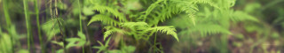Blurry green plant leaves stems 2 - stem and a blurry background free wallpaper