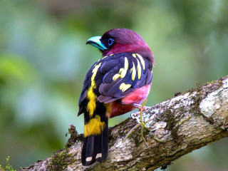 Colorful bird perched forest green 2 - abidin dino free wallpaper