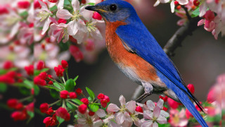 Blue bird sitting branch tree 8 - a branch of a tree free wallpaper