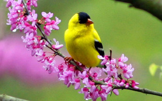 Yellow bird branch pink flowers 2 - a branch of a tree free wallpaper