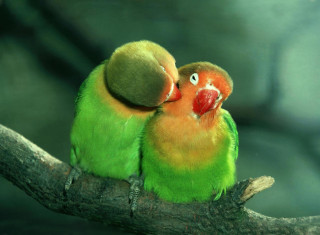 Two green orange birds sitting - the other free wallpaper