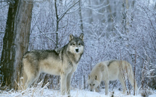 Two wolves snow tree woods 2 - the ground and trees free wallpaper
