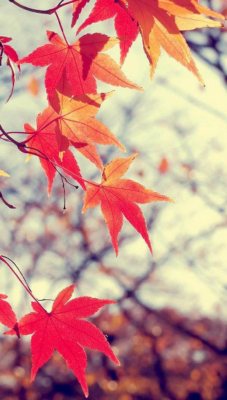 Fall tree red leaves autumn - the fall season free wallpaper