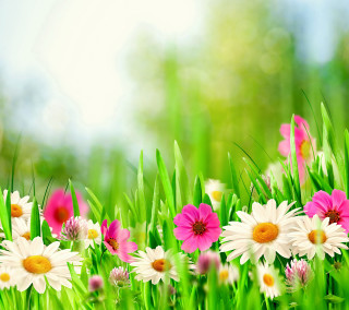 Field of flowers sky background - a blurry background free wallpaper