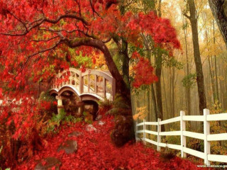 Bridge forest redleaves whitefence magicrealism - magic realism free wallpaper