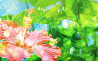 Pink flower water bubbles macro - bubble of water free wallpaper