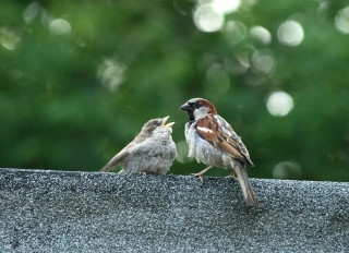 Two birds sitting on ledge - a ledge free wallpaper