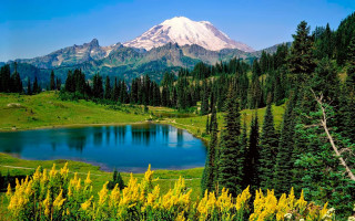 Mountain lake forest yellow flowers - yellow flower free wallpaper