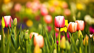 Field flowers green grass pink - a field of flowers free wallpaper