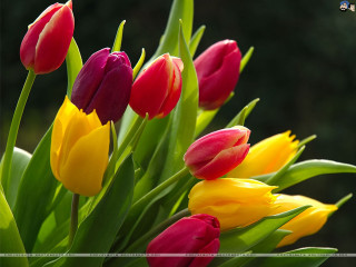 Colorful flowers vase green stems - a vase free wallpaper