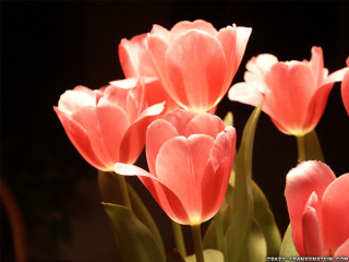 Pink flowers vase tabletop light - the light free wallpaper