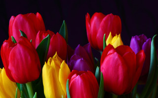 Red bunch colorful vibrant collection - rich free wallpaper