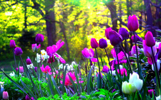 Purple flower field sunlight trees - the sun light free wallpaper
