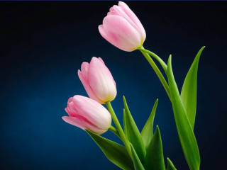 Vase three pink flowers blue - a vase free wallpaper