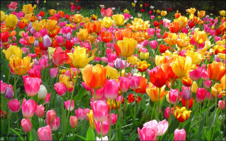 Colorful flowers green leaves red - colorful flower free wallpaper