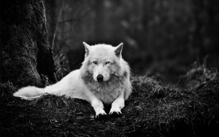 White wolf laying grass tree - the grass next free wallpaper