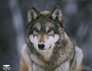 Wolf snowball camera blurry background - a blurry background of snow free wallpaper