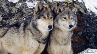 Two wolfs snow rock formation - caspar wolf free wallpaper