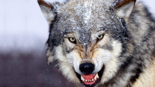 Wolf snowy face angry furry - face and mouth free wallpaper
