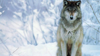 Wolf snow trees background snowground - caspar wolf free wallpaper