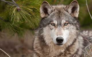 Wolf standing grass tree branch - caspar wolf free wallpaper