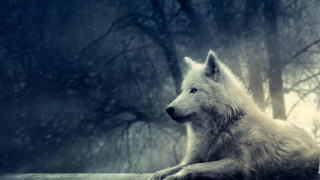 White wolf wooden ledge forest - caspar wolf free wallpaper