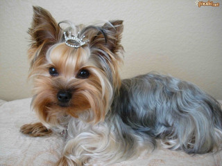 Small dog tiara couch wall - a tiara free wallpaper