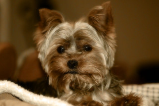 Small dog laying bed blanket - canon 5 0 mm free wallpaper