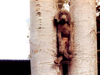 Dog sitting tree looking out - a surrealist sculpture free wallpaper