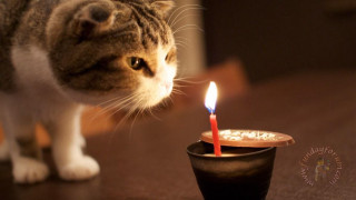 Cat candle cup table small - candle free wallpaper