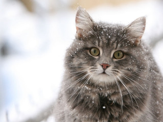 Cat snow sad looking camera - winter free wallpaper for desktop