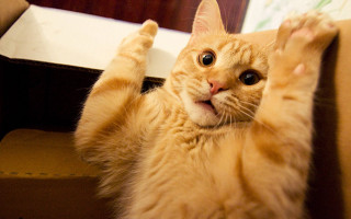 Cat reaching box paws up - a box free wallpaper