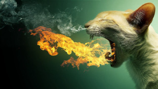 Cat fire breathing pop surrealism - mouth free wallpaper