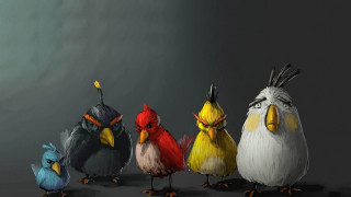 Group birds gray black white - a group of birds free wallpaper