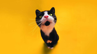 Black white cat yellow background - cat free wallpaper