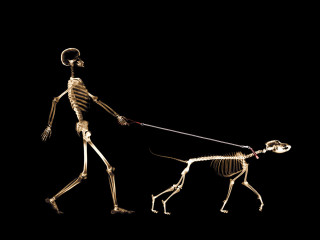 Skeleton walking dog leash dark - a skeleton free wallpaper
